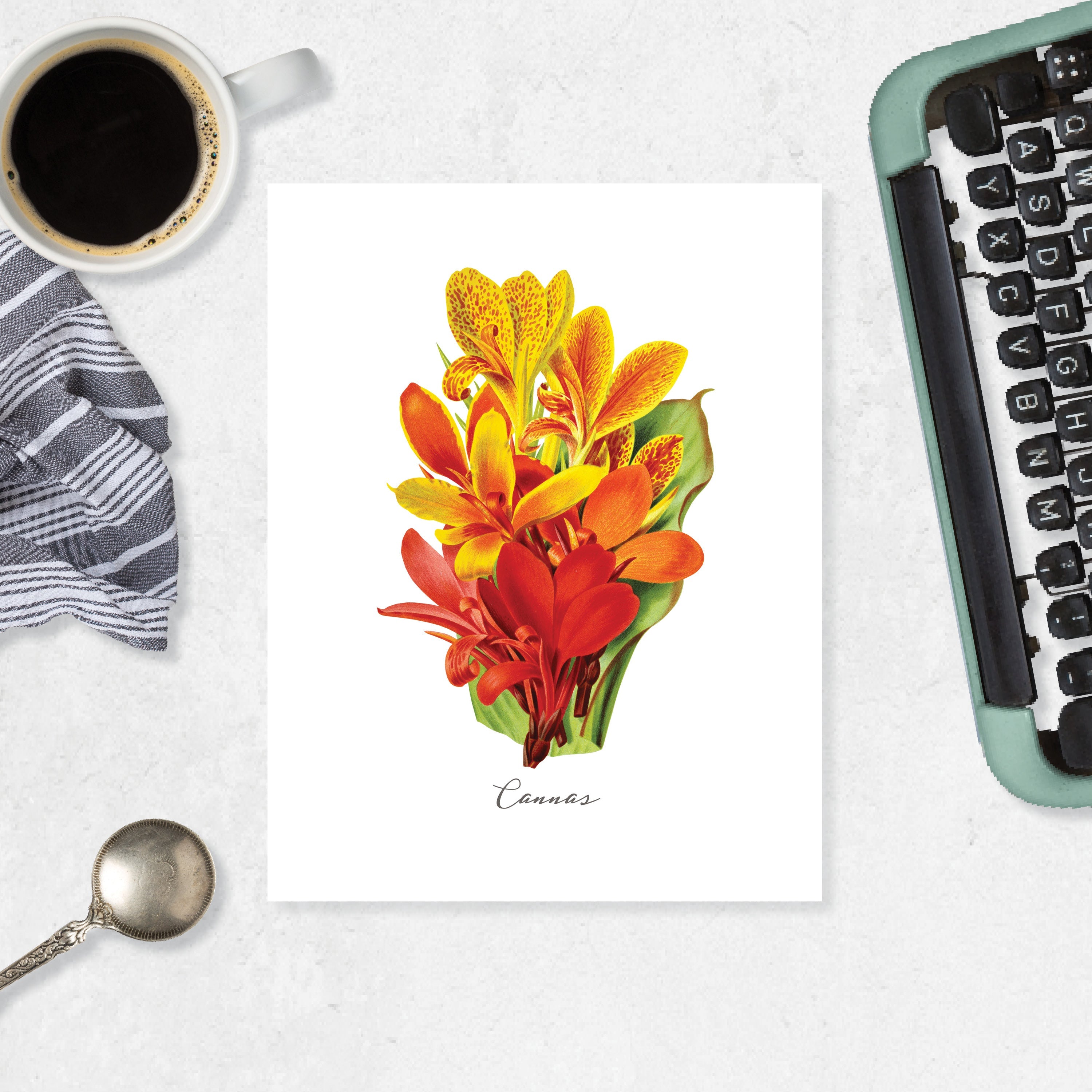 Cannas
