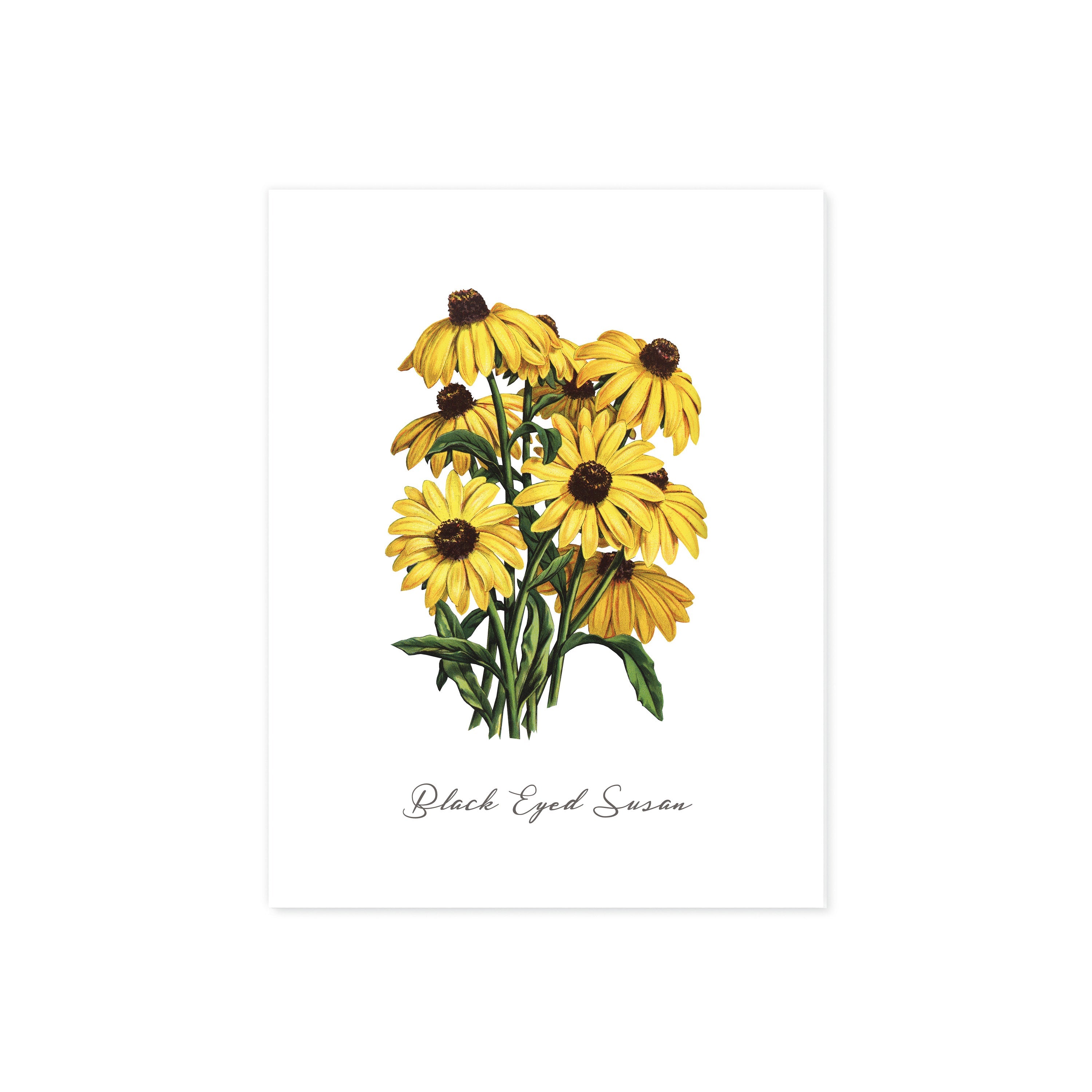 Black Eyed Susan