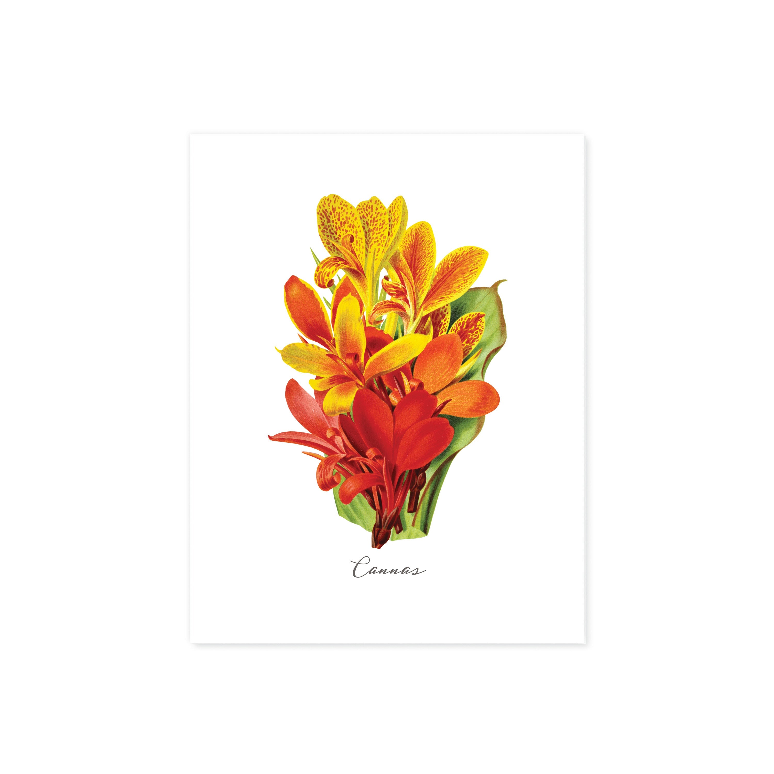 Cannas