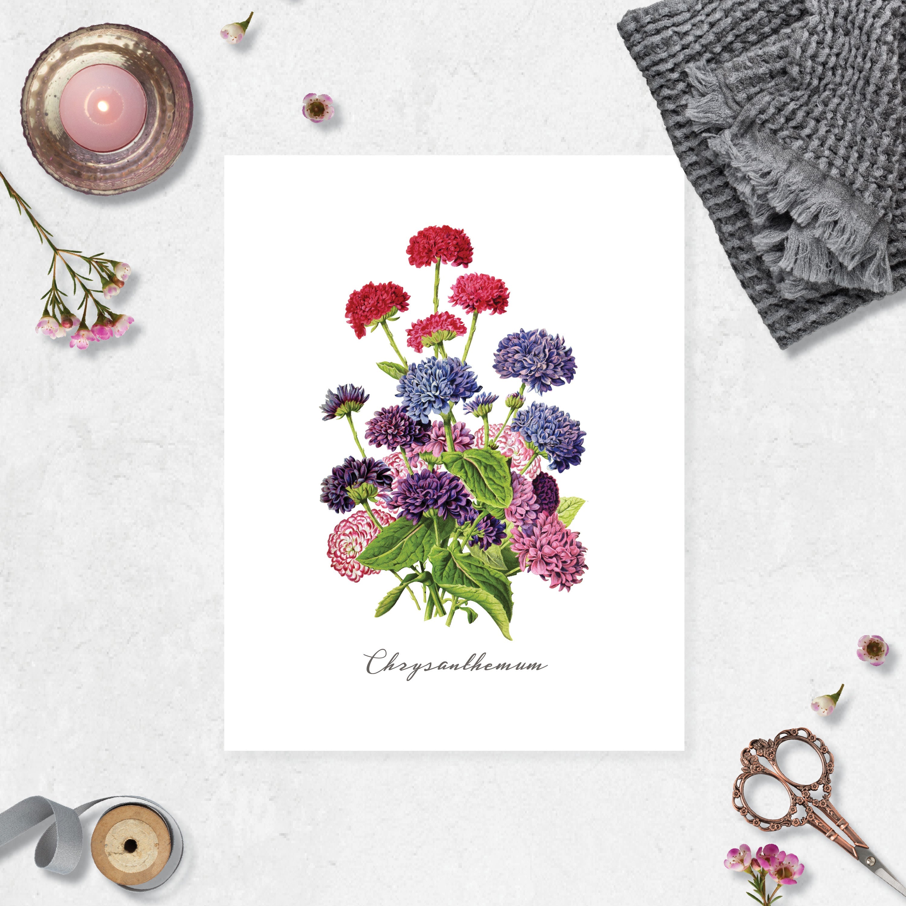 Chrysanthemum