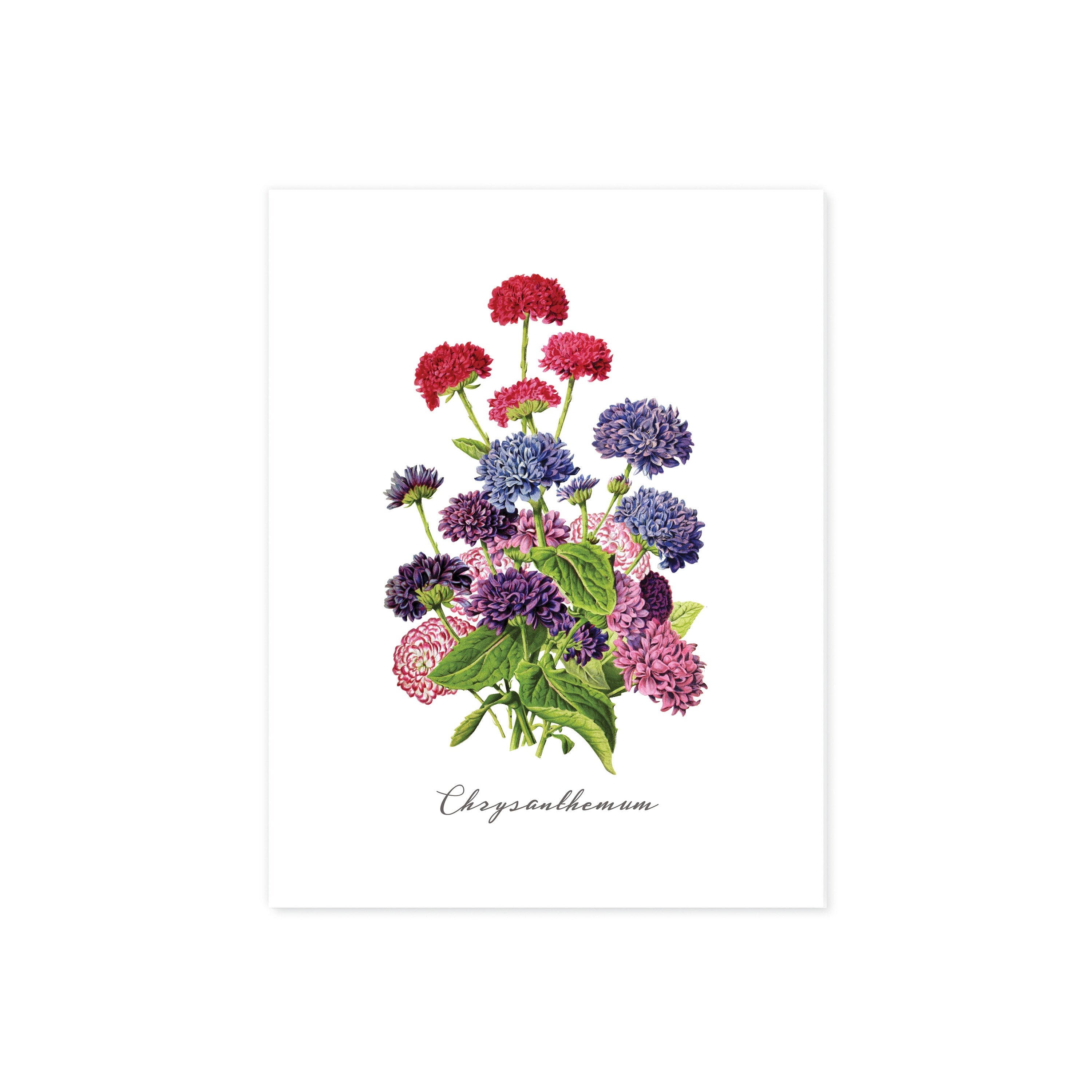 Chrysanthemum