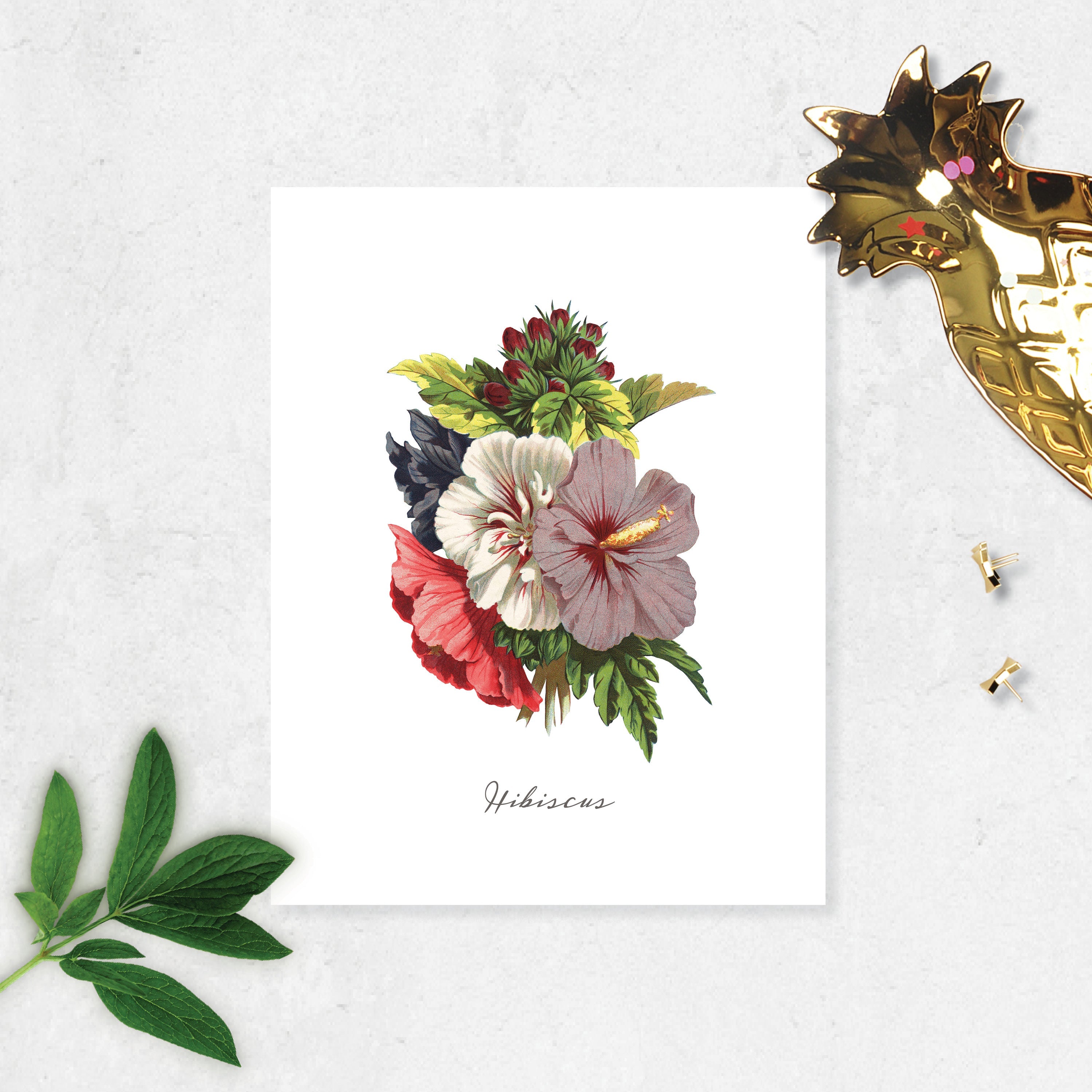 Hibiscus