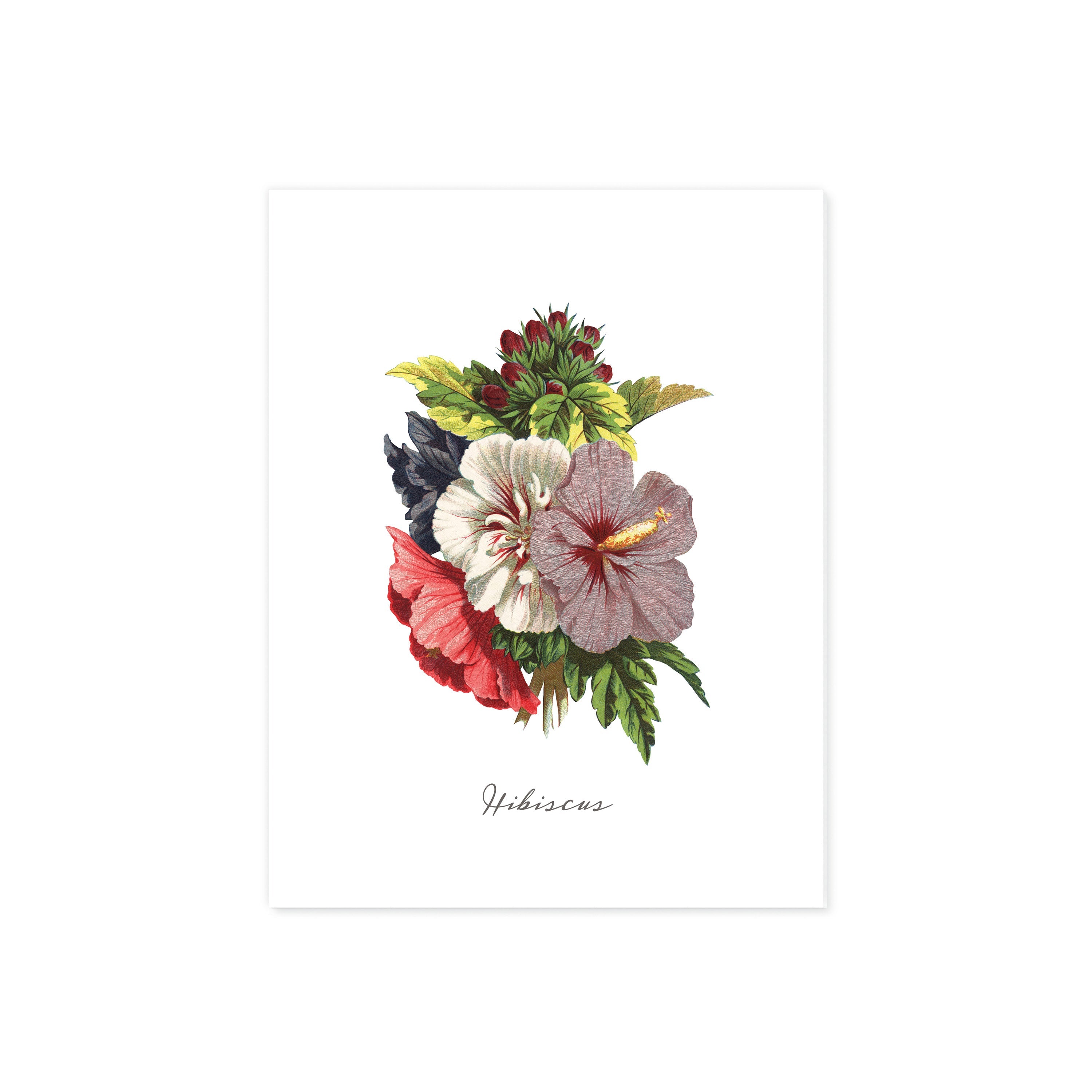 Hibiscus