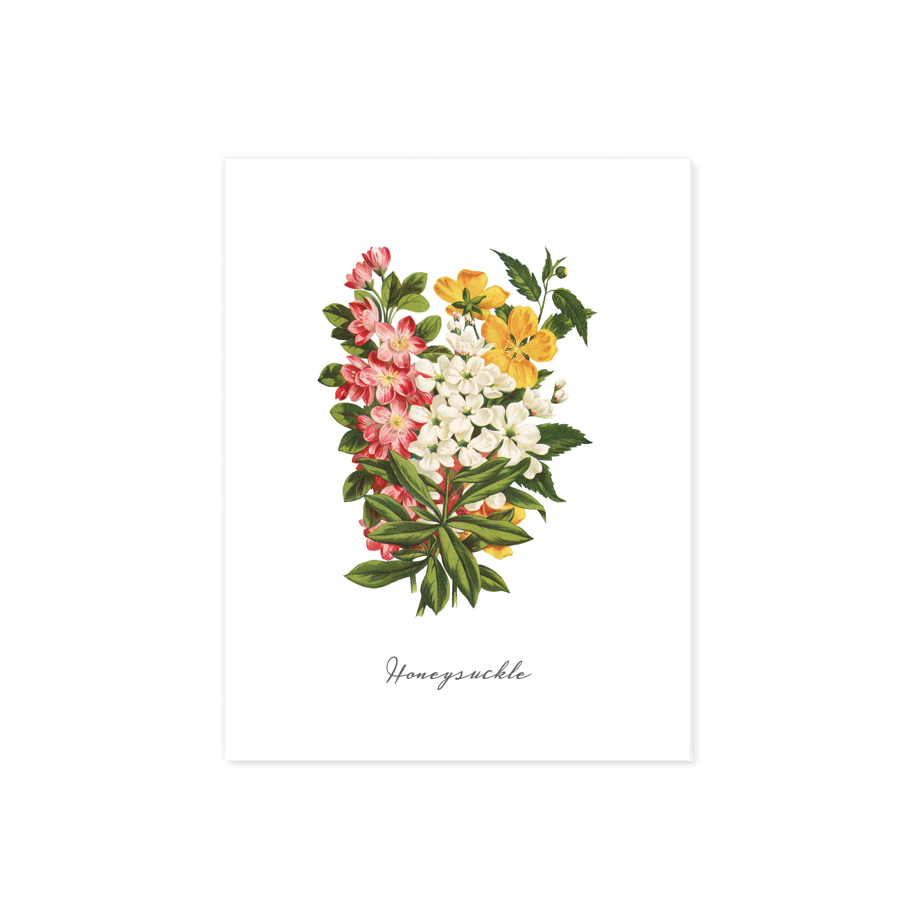 Honeysuckle