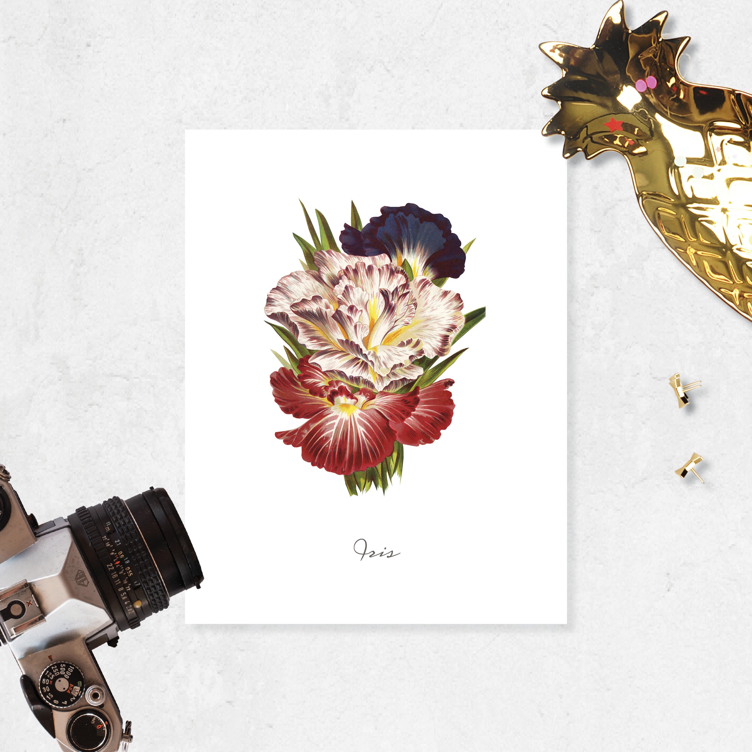 Iris