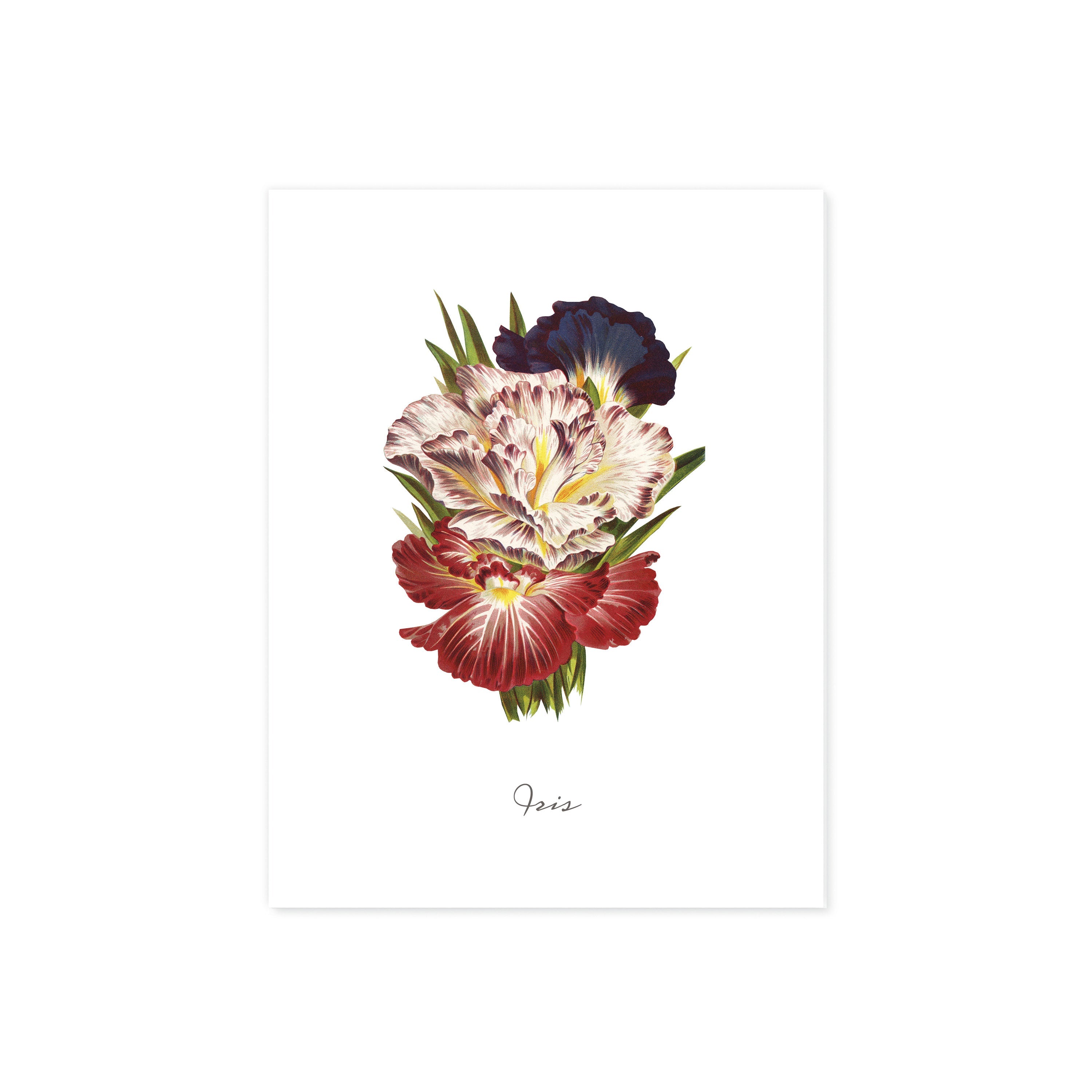 Iris
