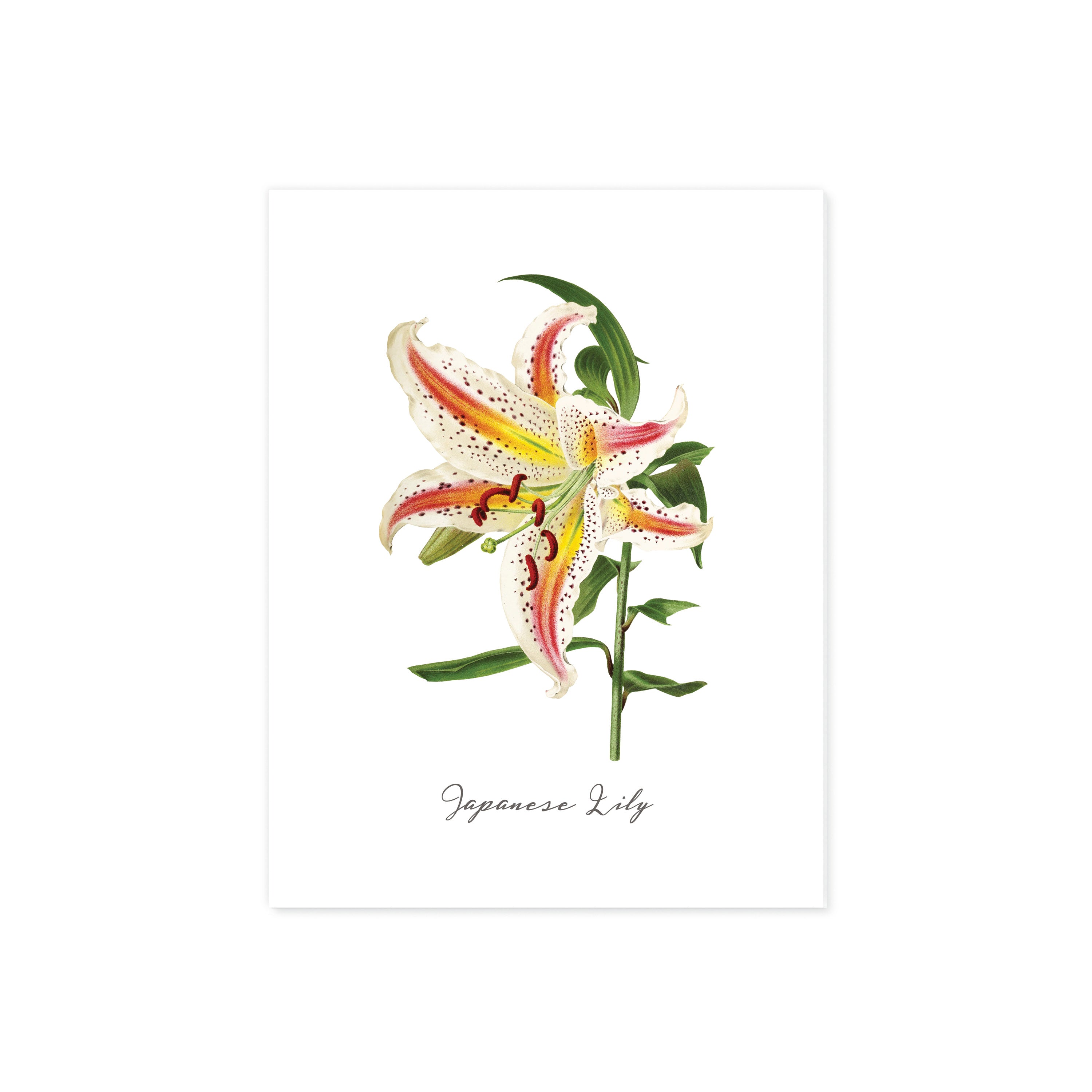 Japanese Lily