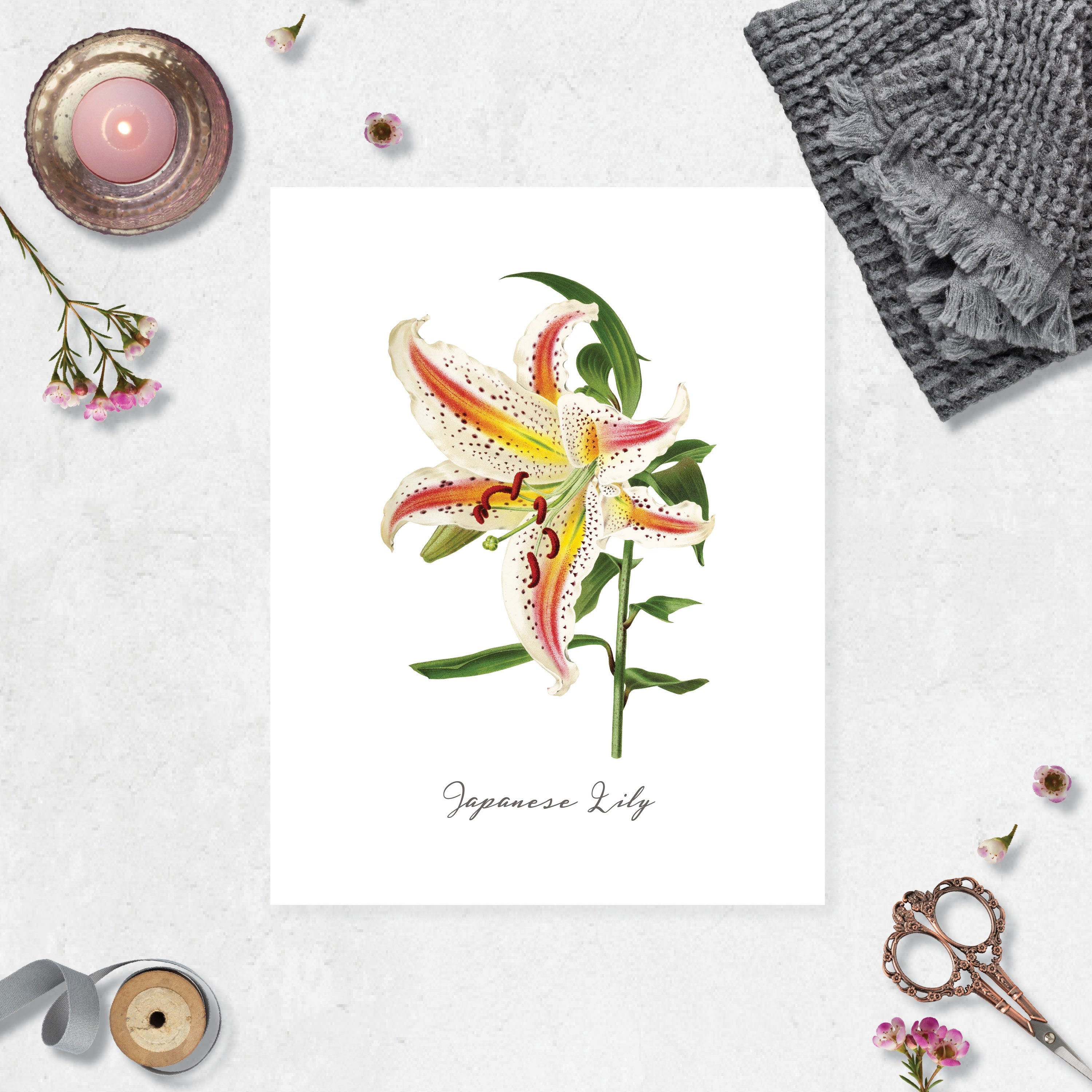Japanese Lily