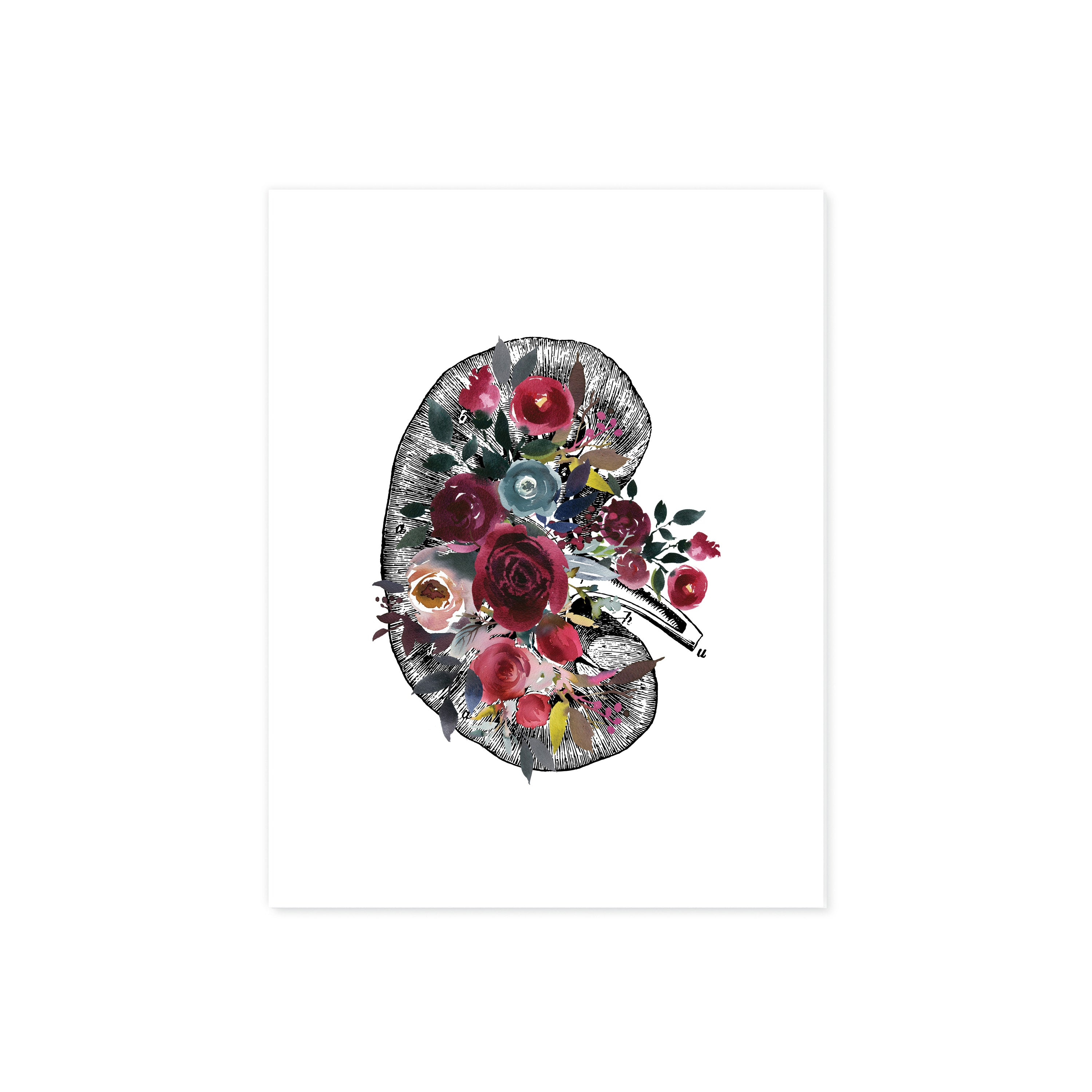 Anatomical Kidney with Berry and Blue Watercolor Tones on White