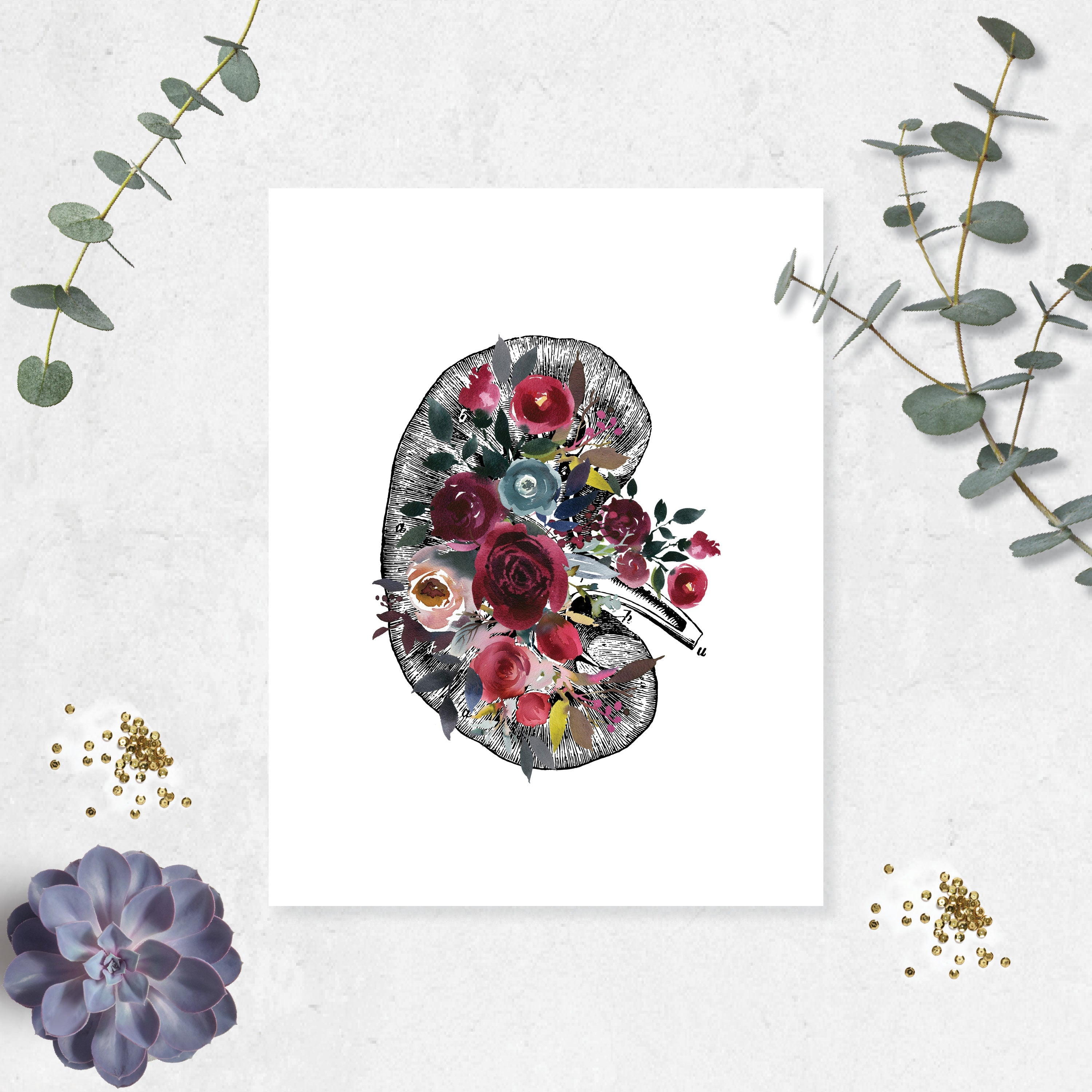 Anatomical Kidney with Berry and Blue Watercolor Tones on White
