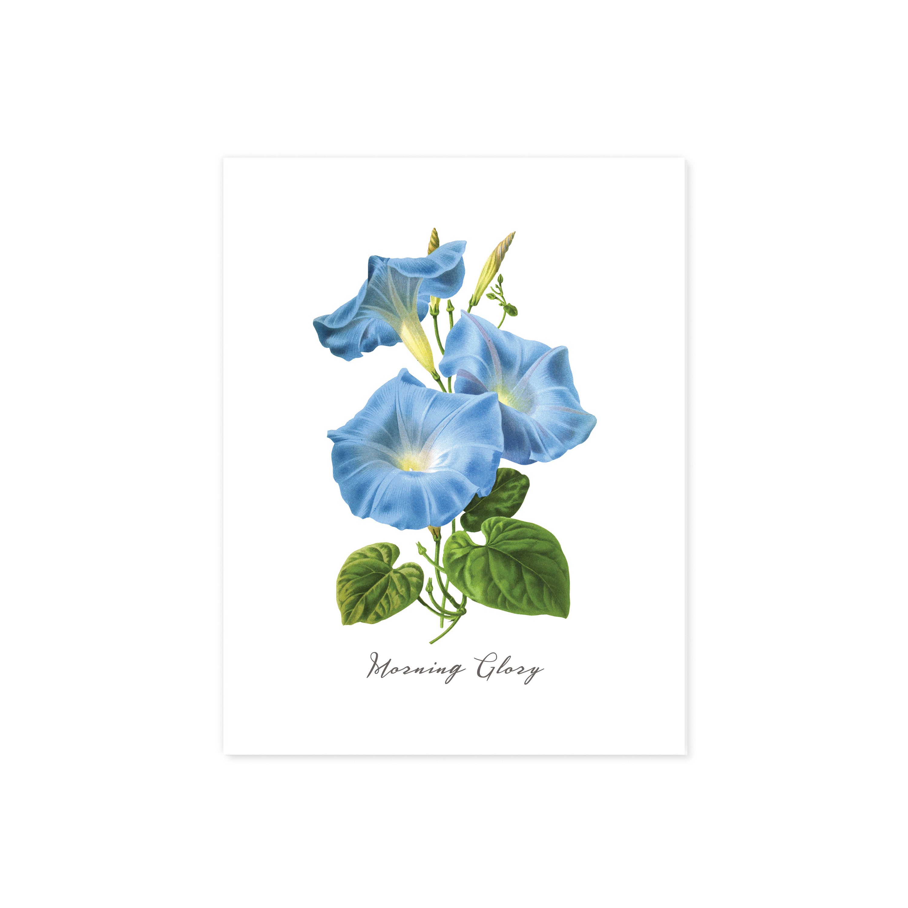 Morning Glory