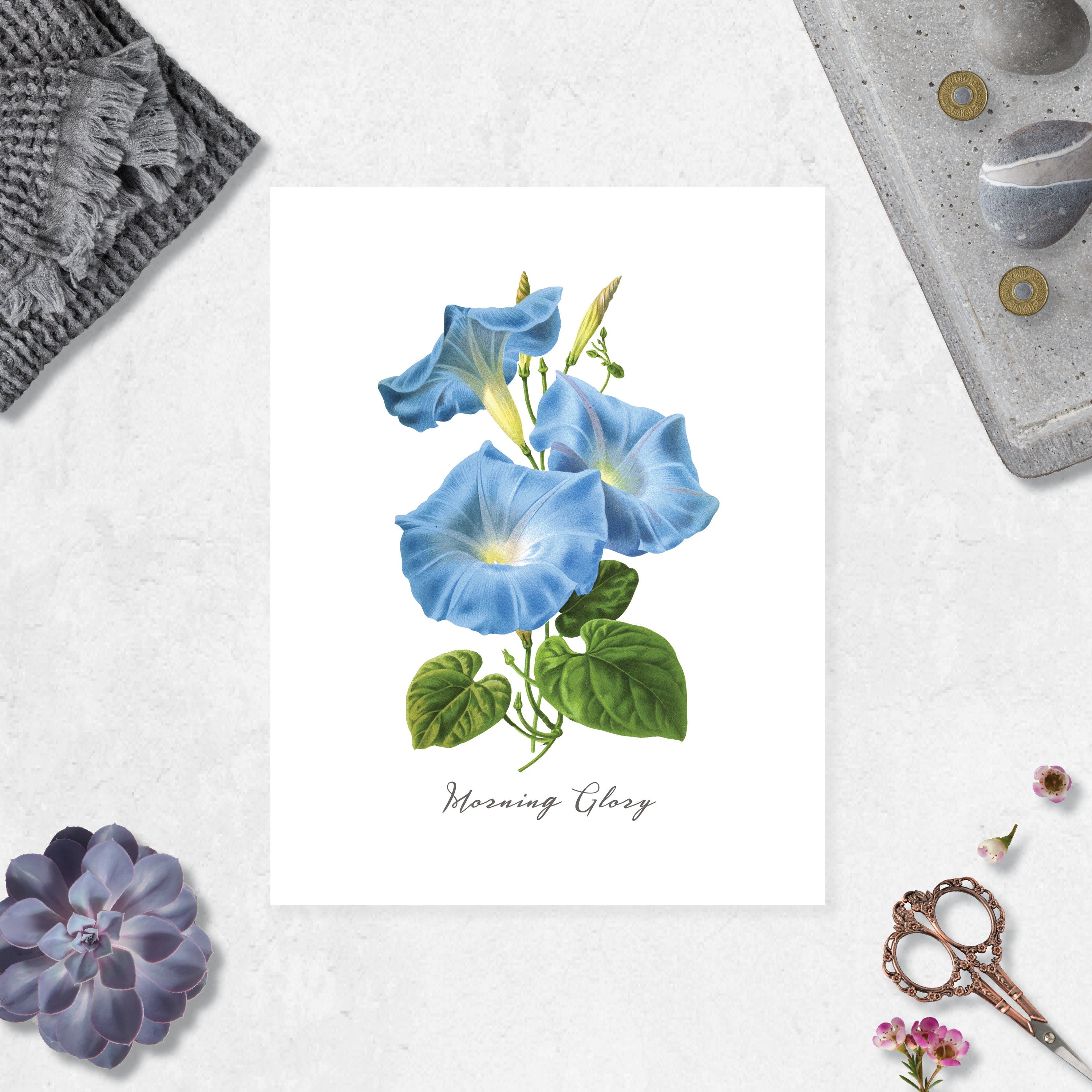 Morning Glory