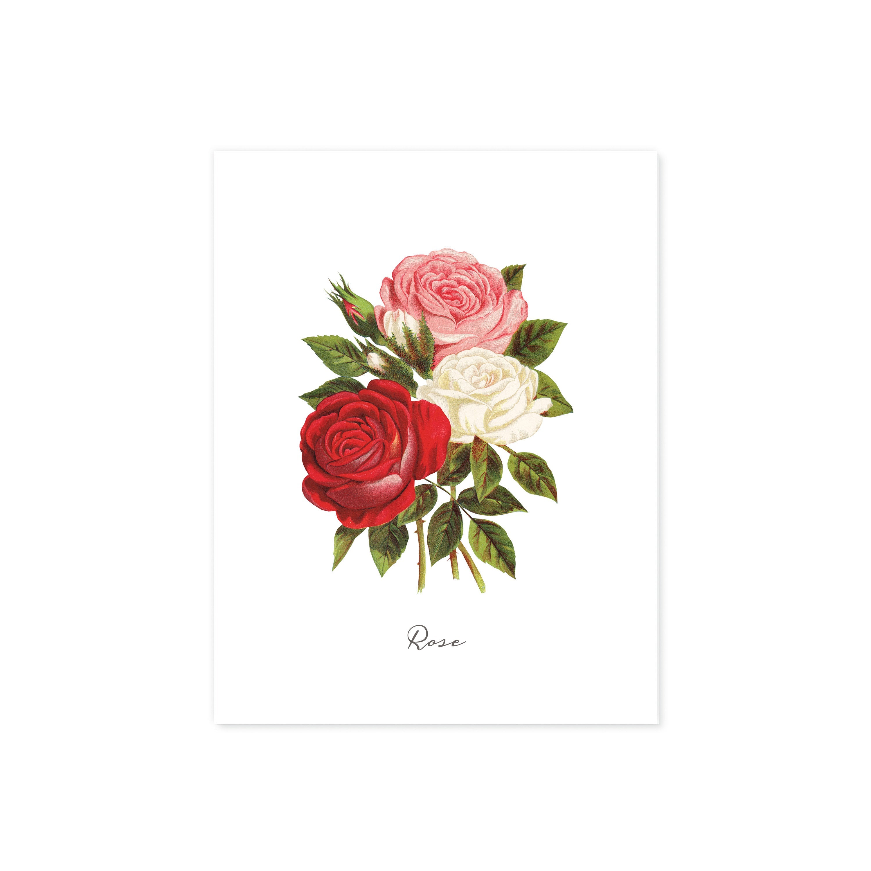 Rose