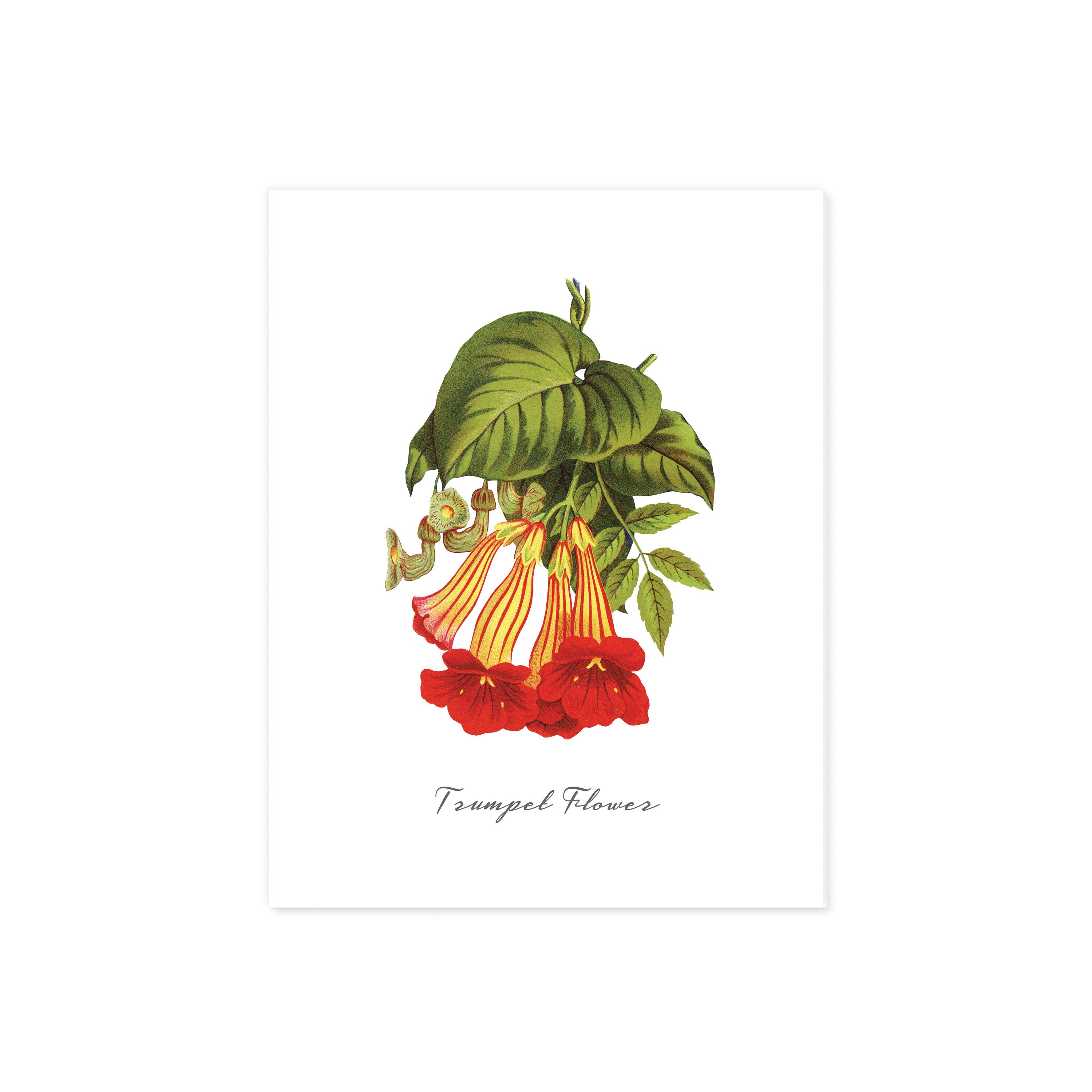 Trumpet Flower