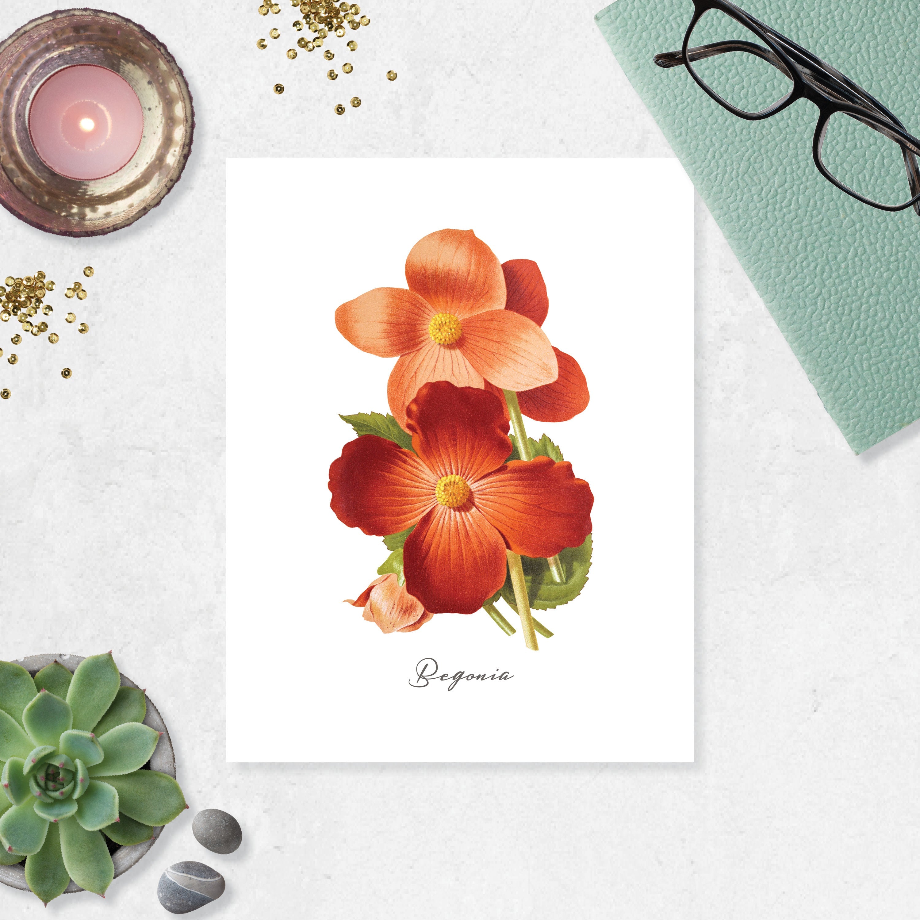 Begonia flowers