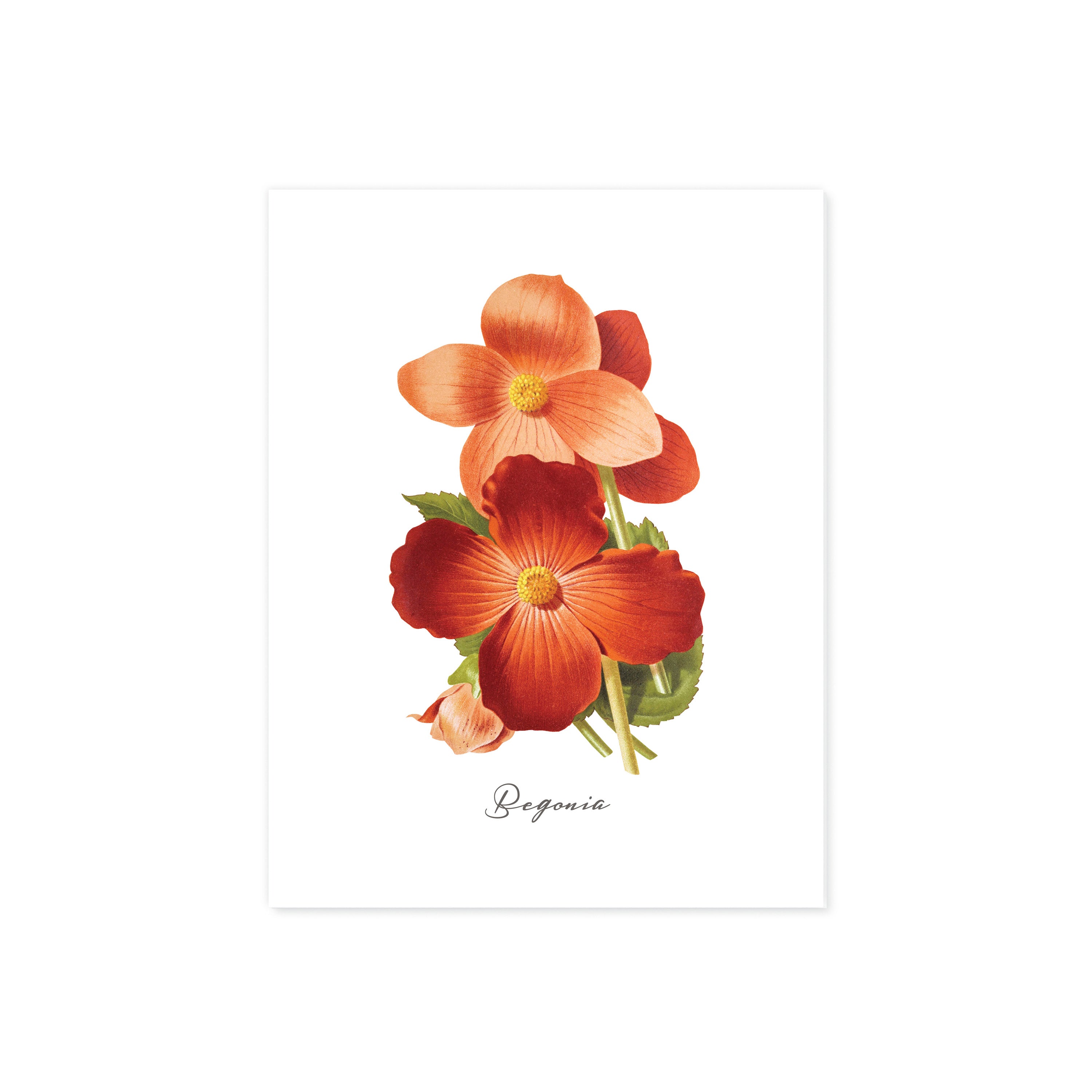 Begonia flowers