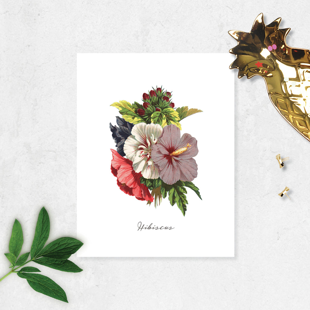 Hibiscus