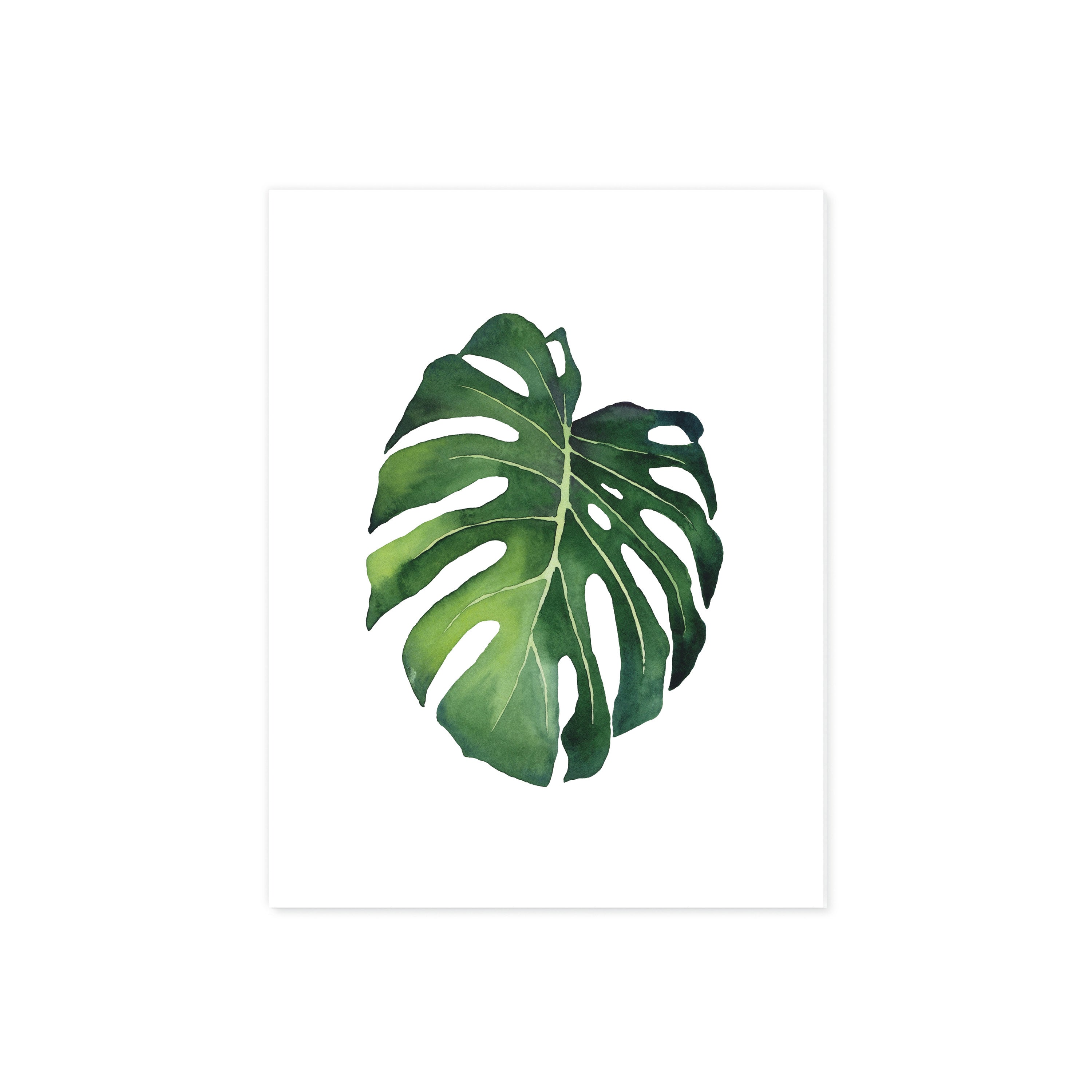 Monstera leaf