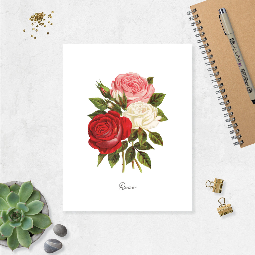 Rose