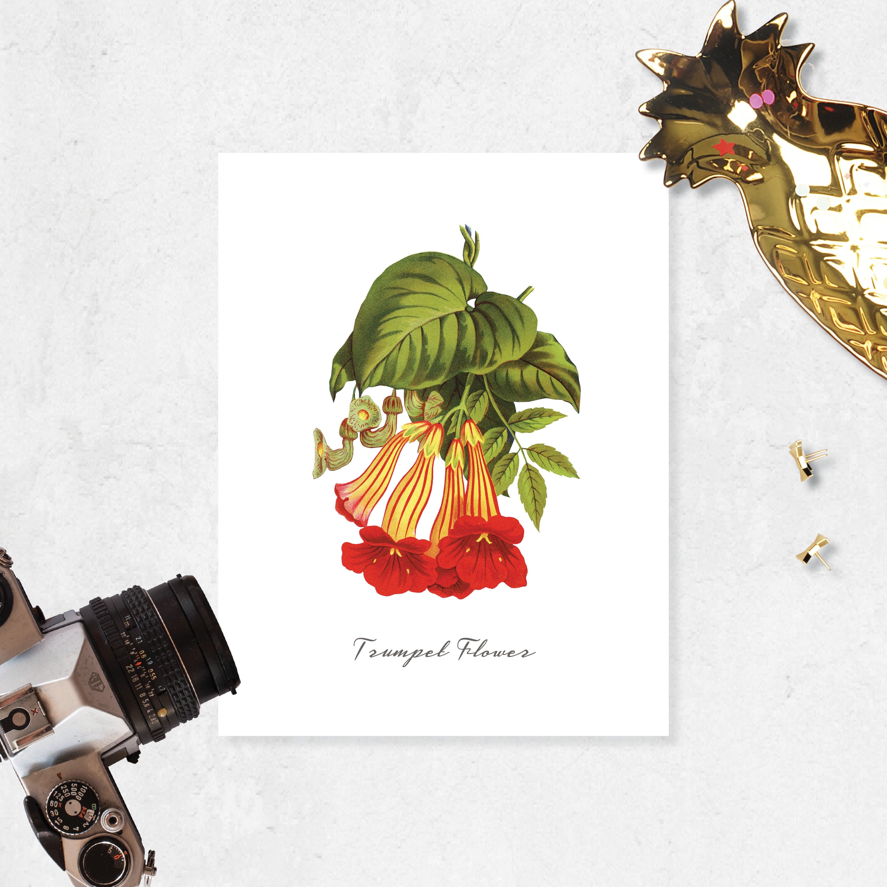 Trumpet Flower