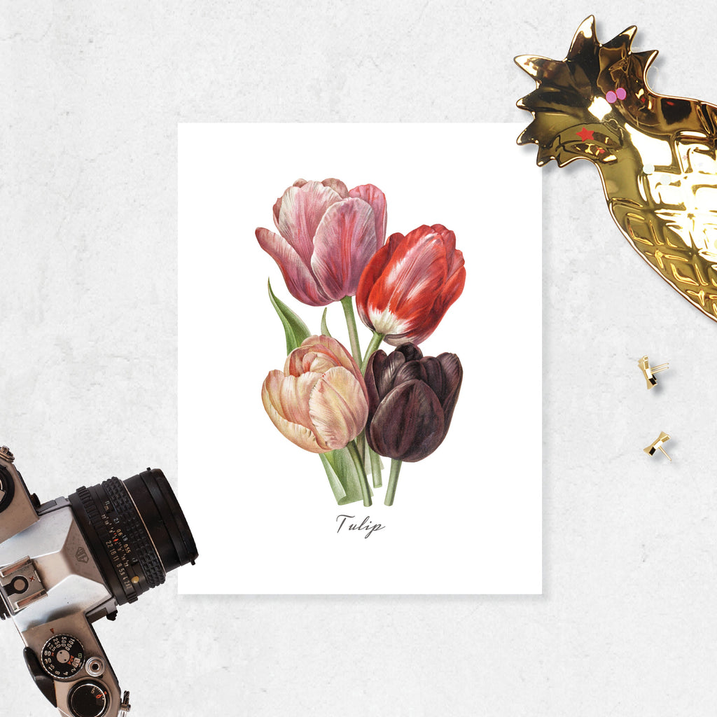 Tulip