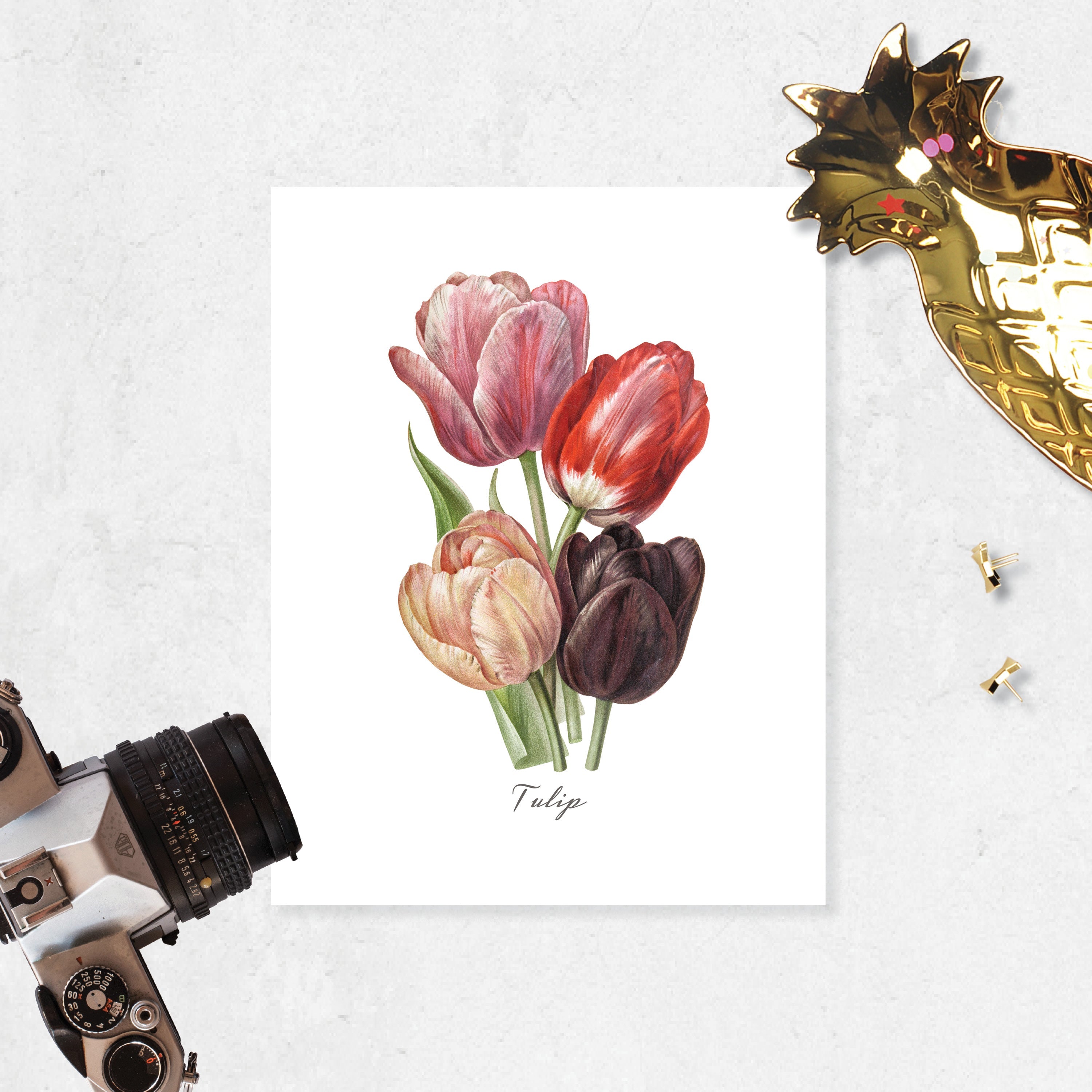 Tulip