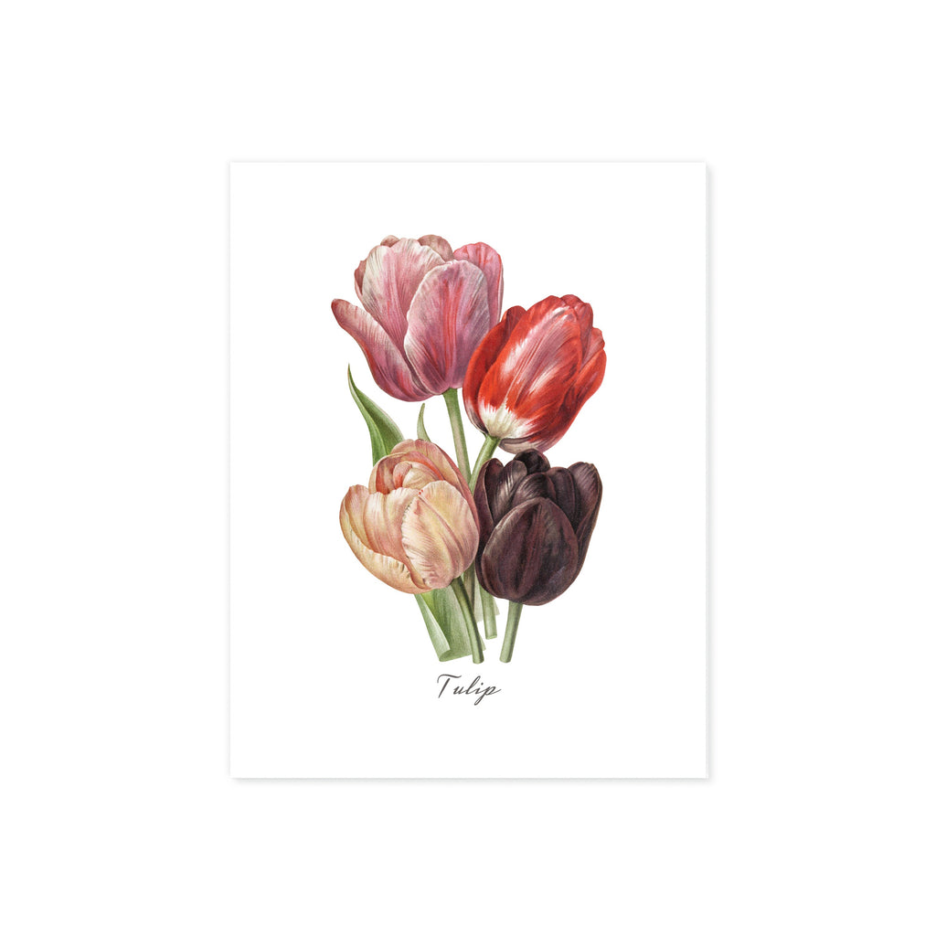 Tulip