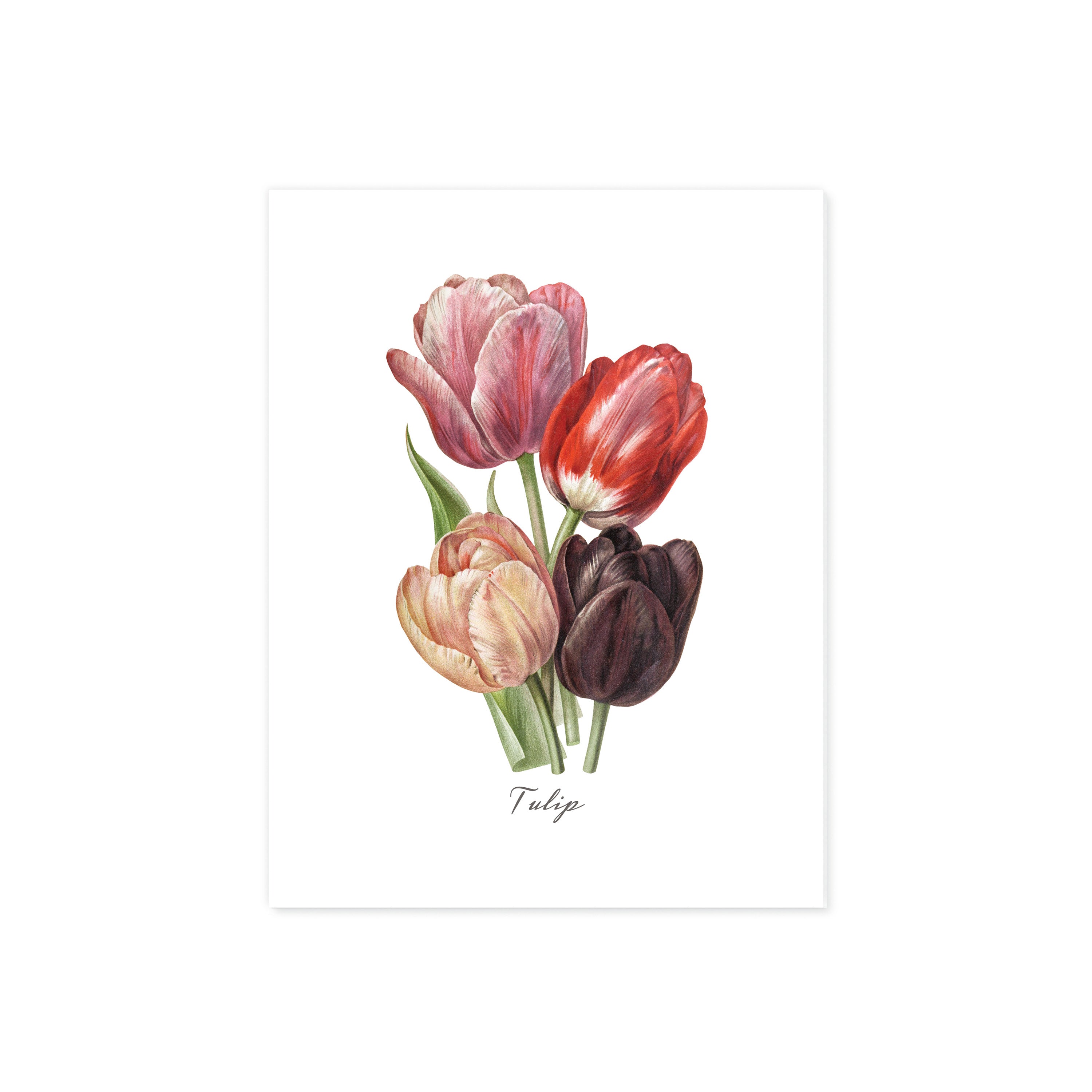 Tulip