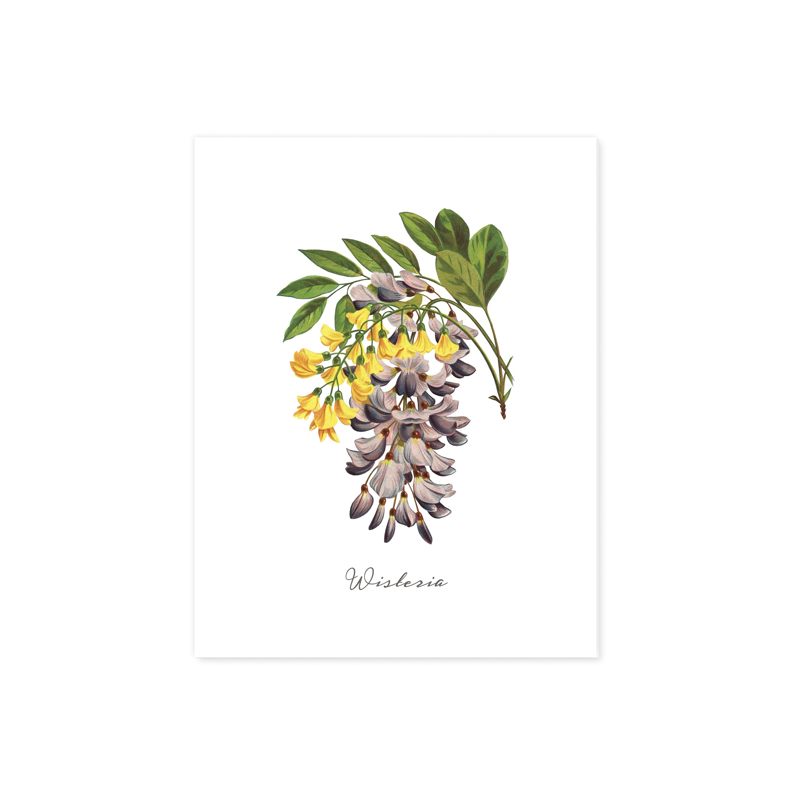 Wisteria