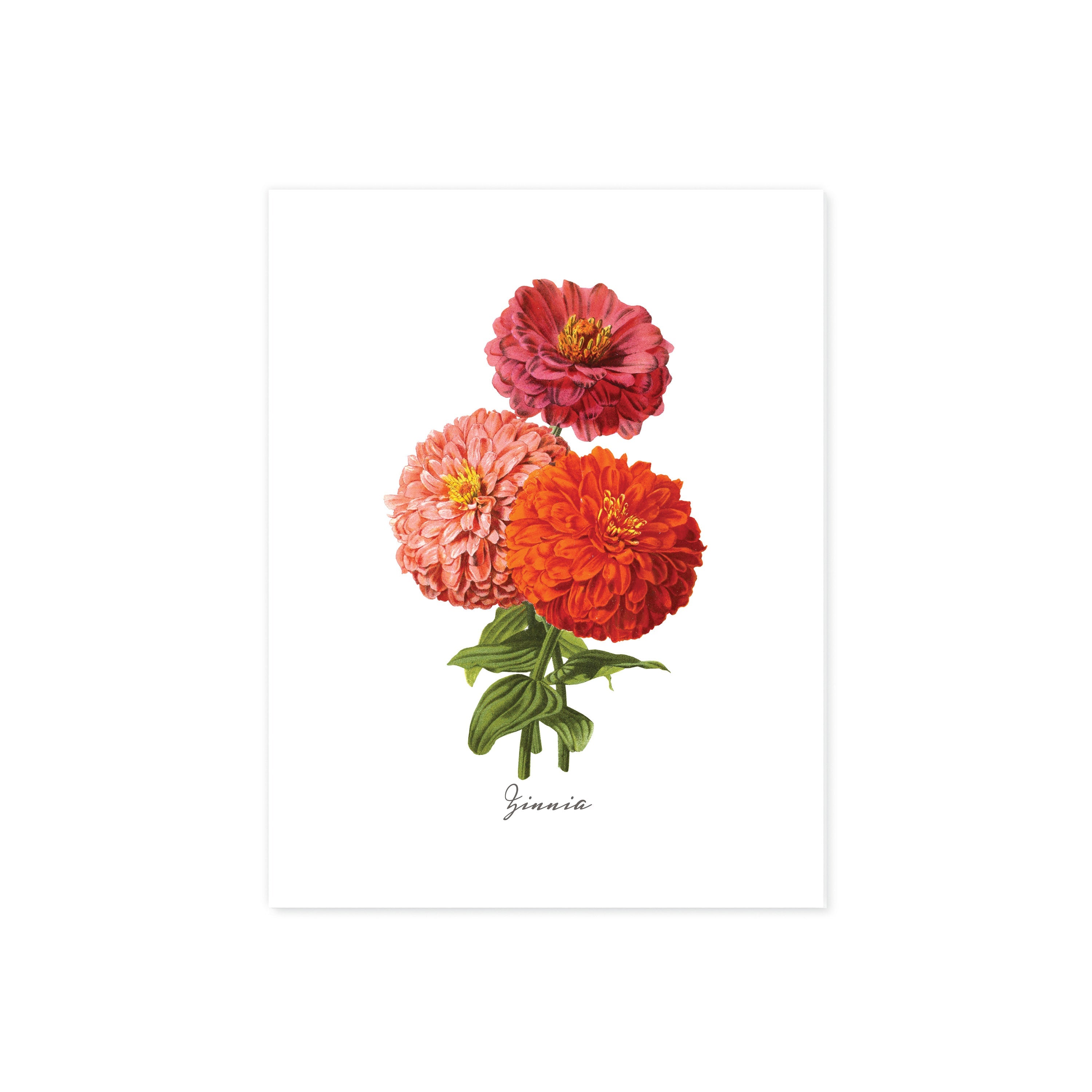 Zinnia