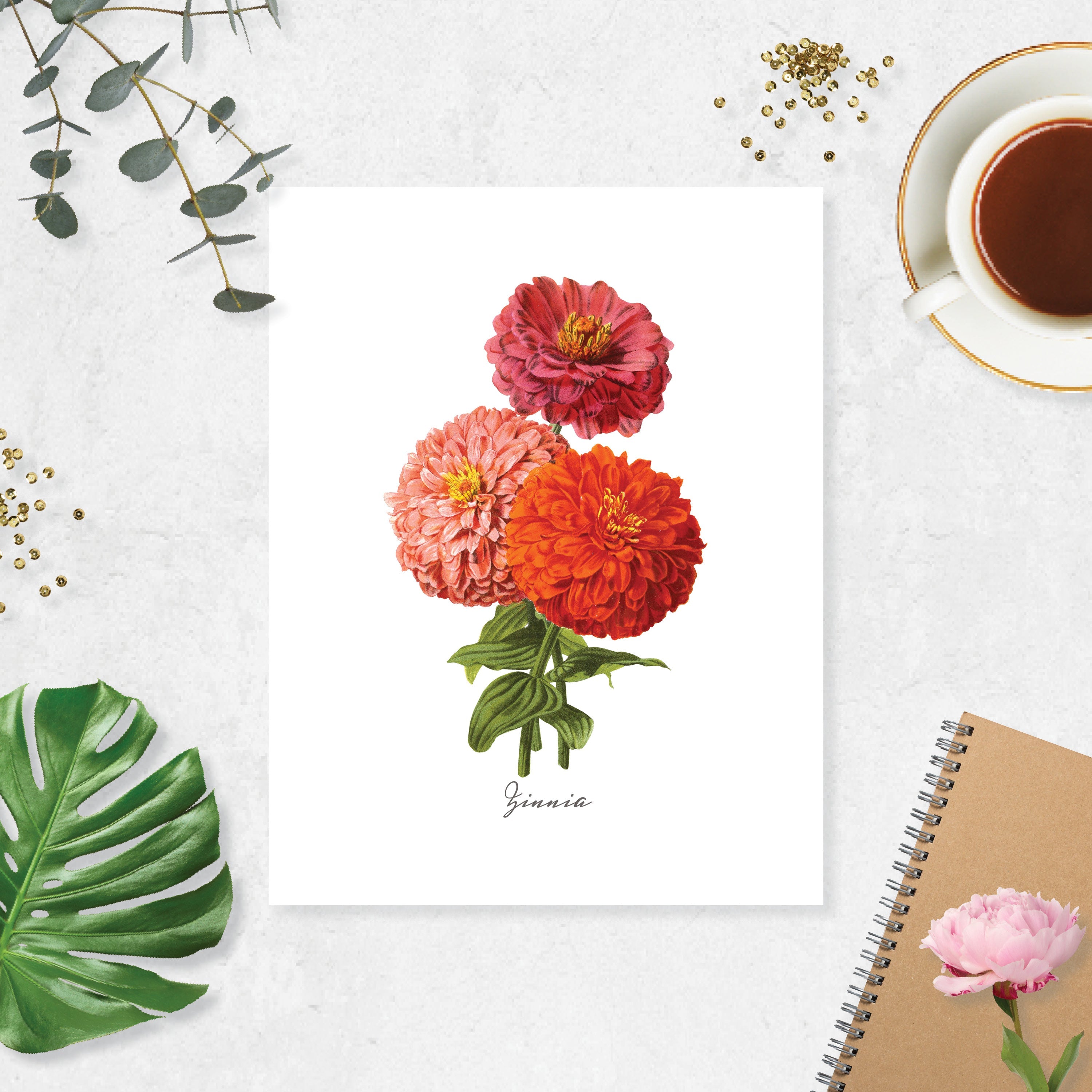 Zinnia